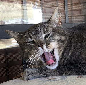 Meet your Posher, Wesly sue